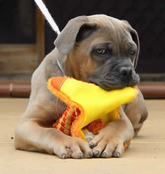 DDDawgs Burrasca Furiusa