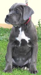 DDDawgs Stella Del Rock