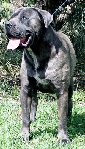 Aust. CH. Itacor Furio