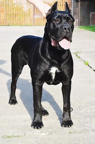 Rocco SF Sirmium Guard (Serbian Import)