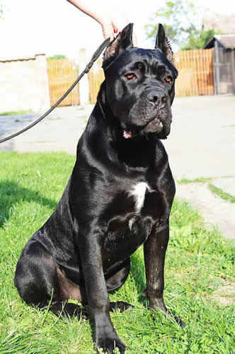 Rocco SF Sirmium Guard (Serbian Import)