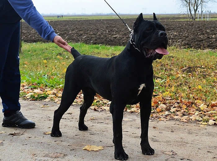 Rocco SF Sirmium Guard (Serbian Import)