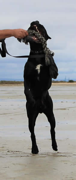 Rocco SF Sirmium Guard (Serbian Import)