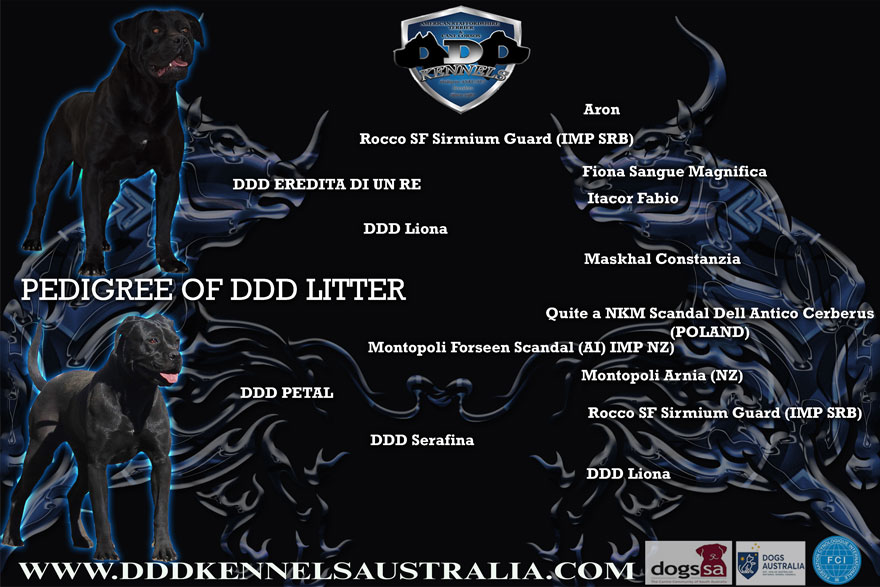 DDD EREDITA DI UN RE & DDD PETAL UPCOMING MATING