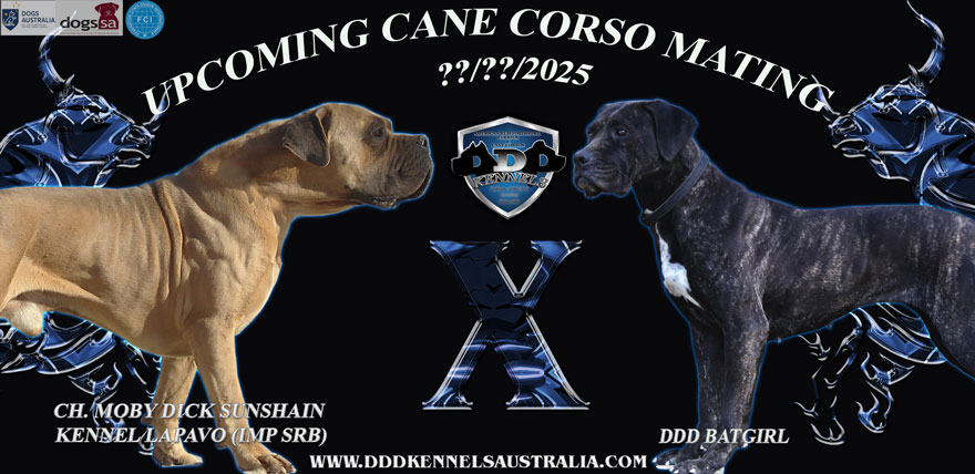 CH. MOBY DICK SUNSHAIN KENNEL LAPAVO (IMP SRB) & DDD BATGIRL UPCOMING MATING