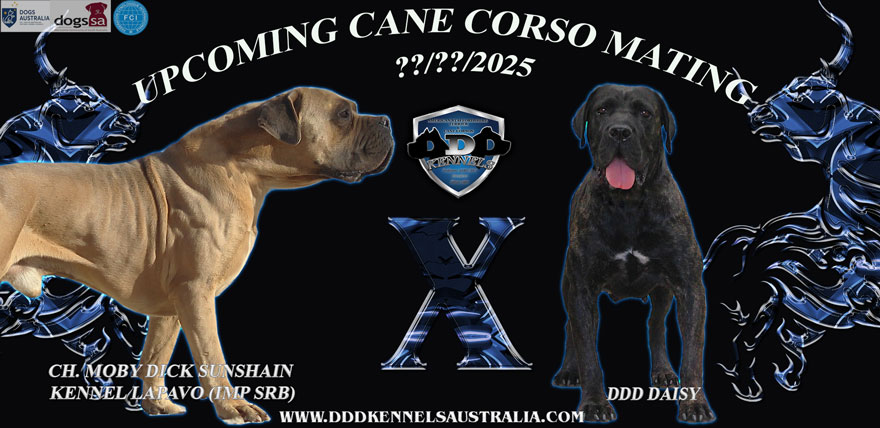 CH. MOBY DICK SUNSHAIN KENNEL LAPAVO (IMP SRB) & DDD DAISY UPCOMING MATING