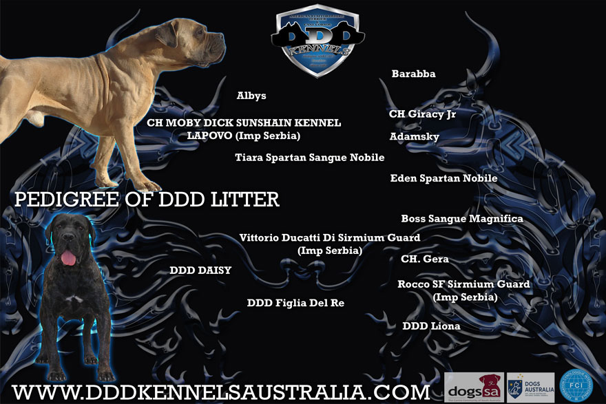 CH. MOBY DICK SUNSHAIN KENNEL LAPAVO (IMP SRB) & DDD DAISY UPCOMING MATING