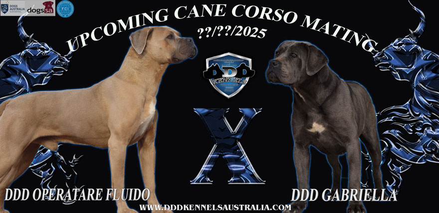 DDD OPERATARE FLUIDO & DDD GABRIELLA UPCOMING MATING