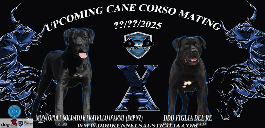 MONTOPOLI SOLDATO E FRATELLO D'ARMI (IMP NZ) & DDD FIGLIA DEL RE UPCOMING MATING