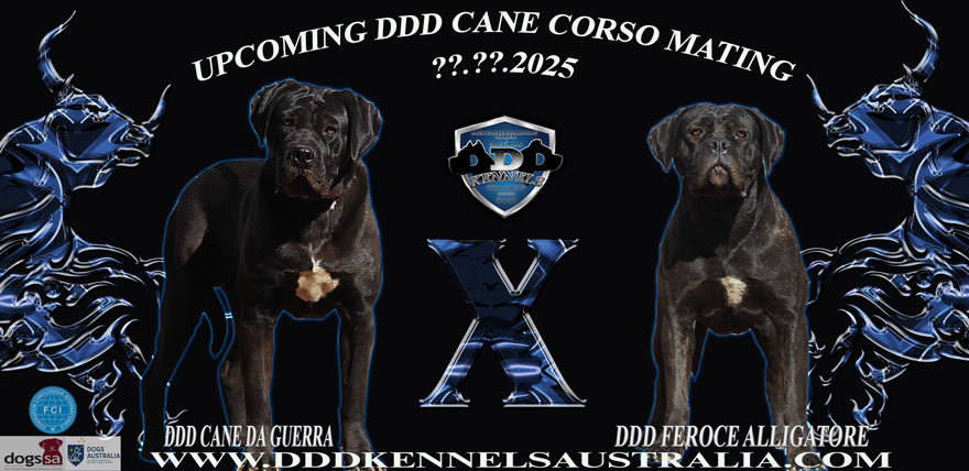 DDD CANE DA GUERRA & DDD FEROCE ALLIGATORE UPCOMING MATING