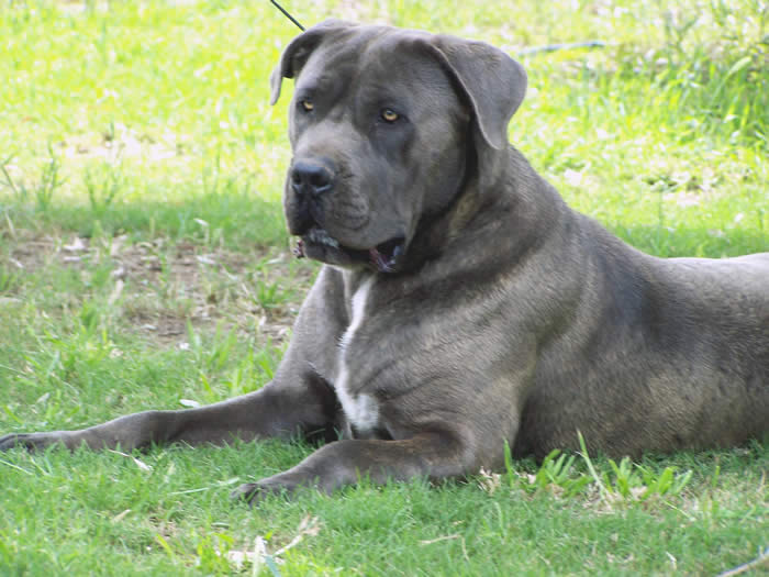 About Us DDD Kennels Australia