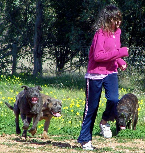About Us DDD Kennels Australia