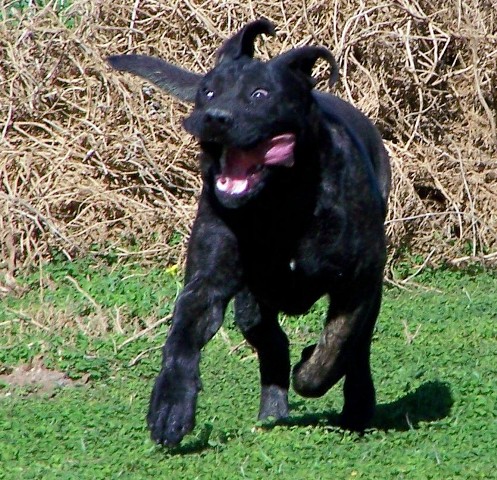 About Us DDD Kennels Australia