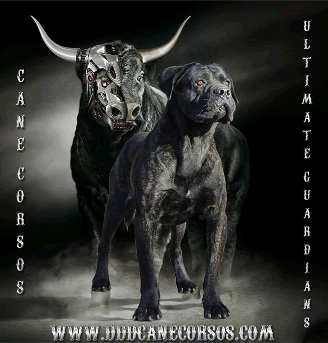 About Us DDD Kennels Australia