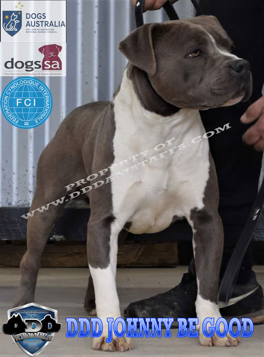 About Us DDD Kennels Australia