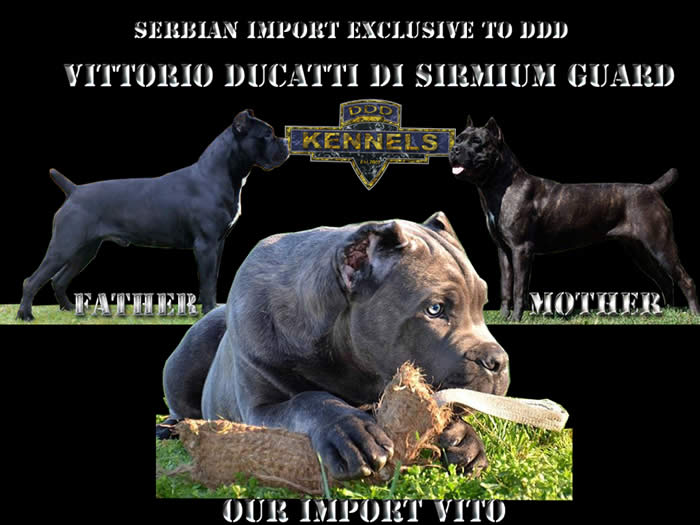 About Us DDD Kennels Australia