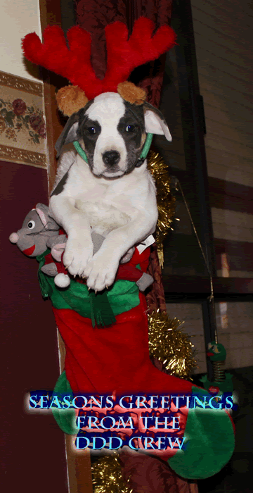 About Us DDD Kennels Australia